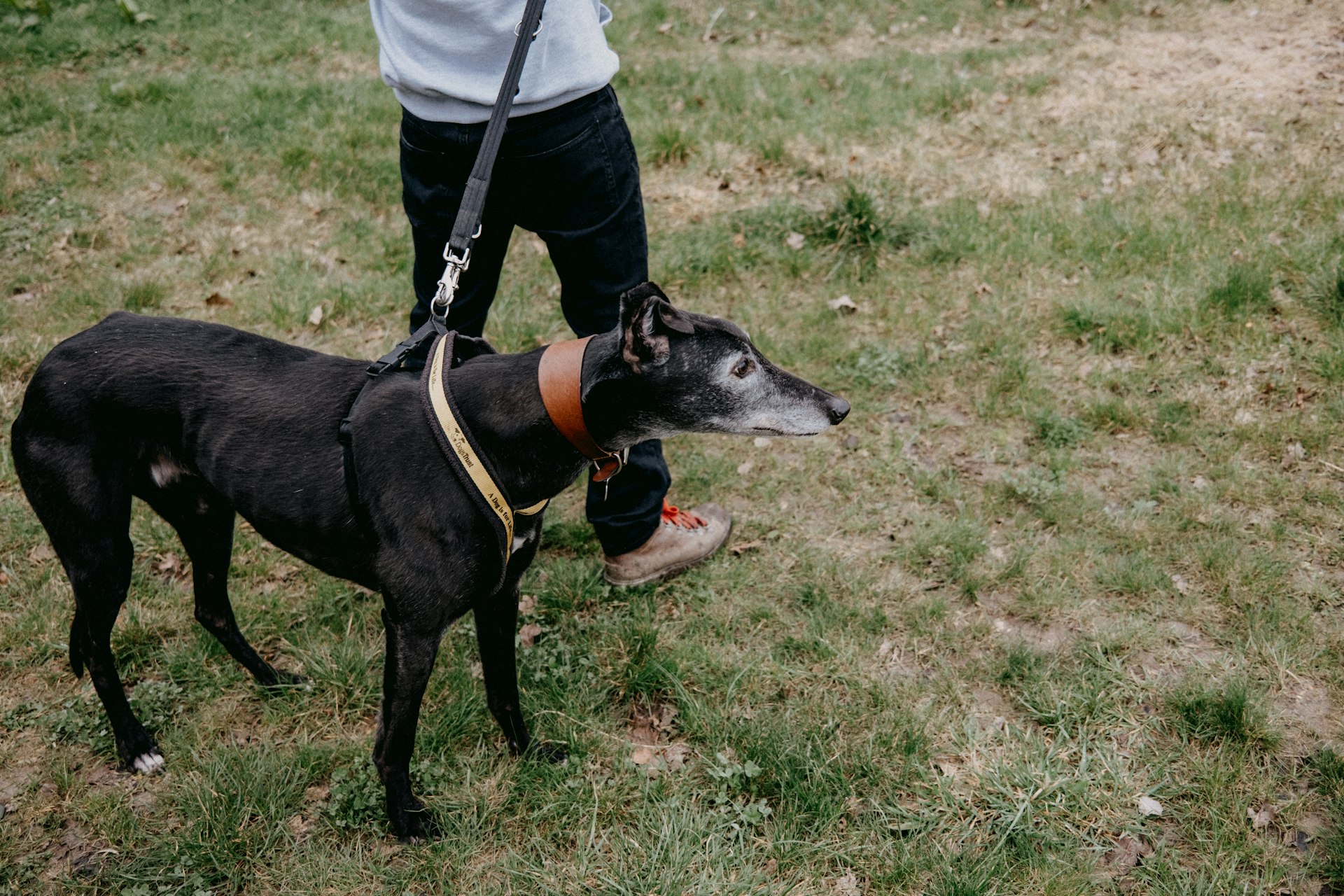 a black and white dog standing on top of a grass covered field